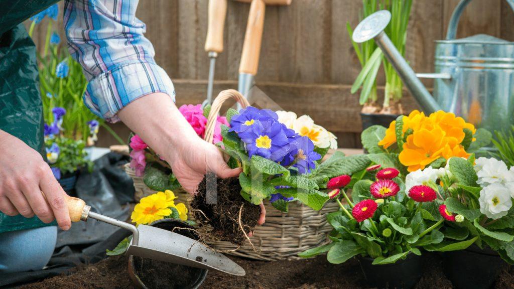 8 dicas de jardinagem para iniciantes